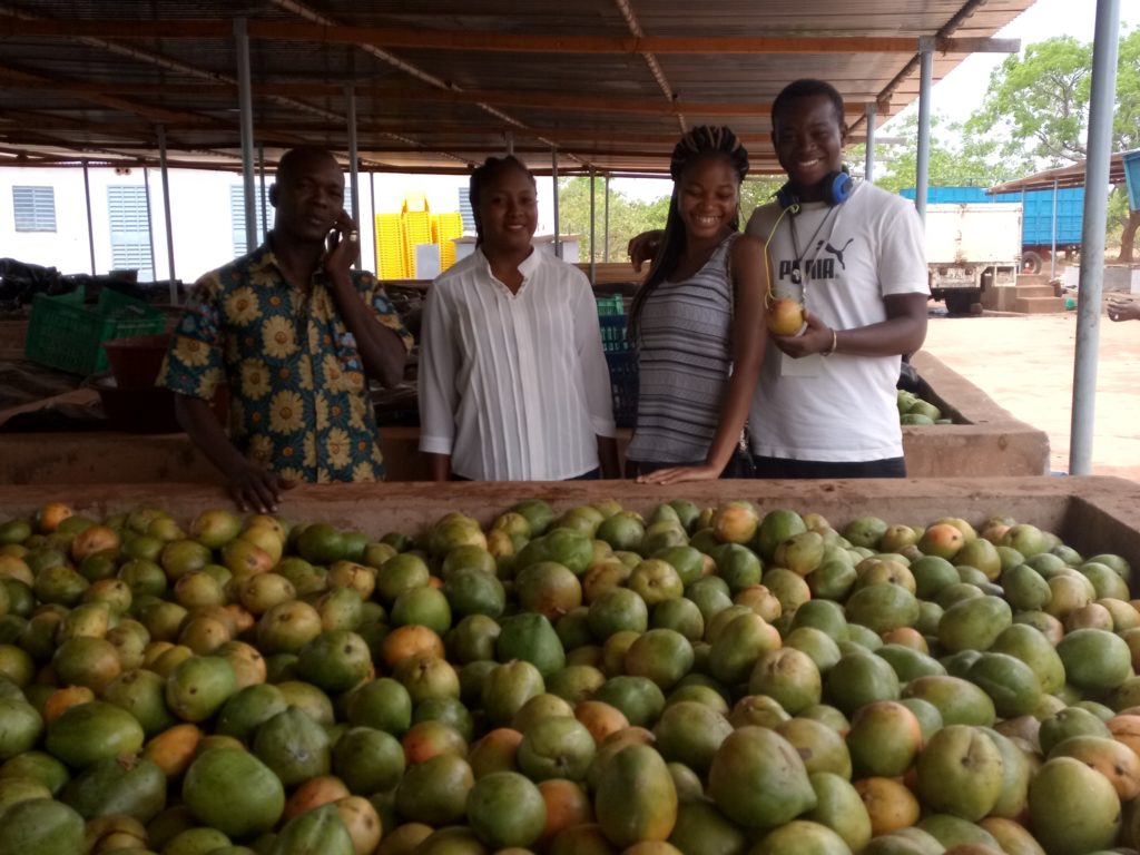 Article : Burkina Faso : les cultures fruitières menacées par le changement climatique