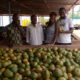 Article : Burkina Faso : les cultures fruitières menacées par le changement climatique